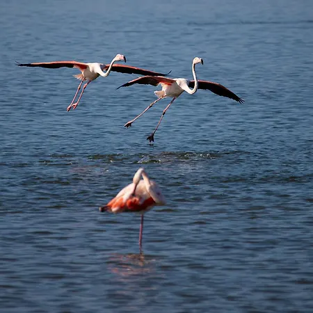 Accommodatie bij particulieren Monicas Place *